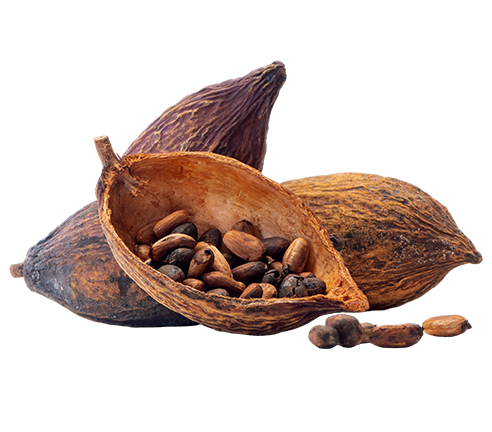 Cacao