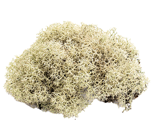 Oakmoss