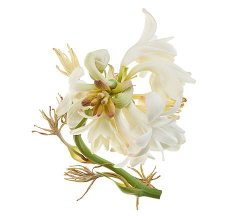 Tuberose