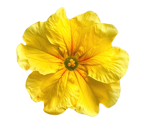 Yellow Floral